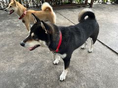 -柴犬高等学院·狗咖·柴犬售卖·宠物训练