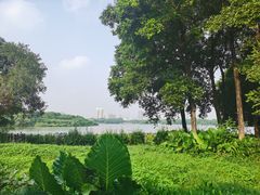 -海珠湖公园