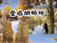 -金塔沙漠胡杨林景区