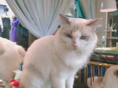 -喵喵咪呀布偶猫咖(春熙路店)