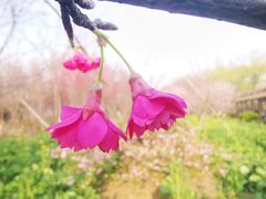 -顾村公园
