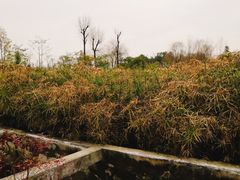 -白鹭湾湿地公园