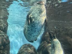 -上海海洋水族馆