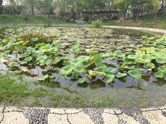 -武清南湖绿博园