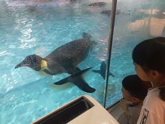 -帝企鹅自助餐厅•儿童岛•真企鹅(长隆企鹅酒店)