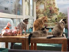 -猫小院猫主题咖啡厅(北锣店)