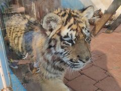 -大连森林动物园