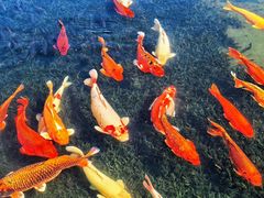 -圆明园遗址公园-藻园门售票处