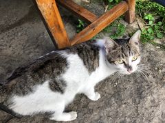 -小河无名面馆