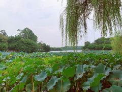 -巴山·烤全羊(高新总店)