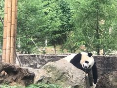 -都江堰中华大熊猫苑