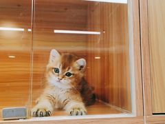 -猫十亿·布偶金渐层·曼基康矮脚猫舍(青年路店)
