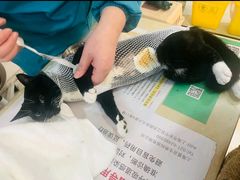 -玖佳宠物医院·泌尿·骨科·中老年病