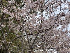 -高东镇樱花园