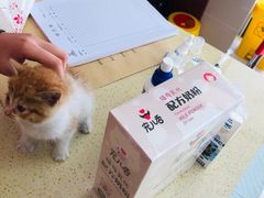 -艾贝尔宠物诊疗