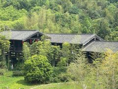 -大唐贡茶院