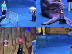 -烟台海昌鲸鲨海洋公园