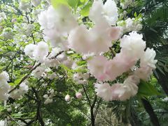 -武汉大学-樱园