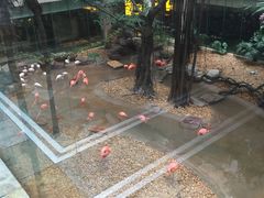 -麒麟中餐厅·经典粤菜·地道菜式老字号(广州长隆酒店)