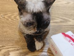 -藏猫猫咖啡主题馆(中央大道店)