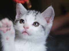 -欣宠猫屋·矮脚拿破仑·蓝金金渐层