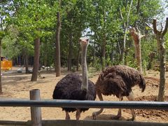 -大连森林动物园