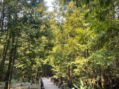 -桤木河湿地公园