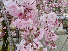 -醍醐寺