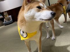 白富美-逗柴咖啡屋·狗咖猫咖宠物桌游