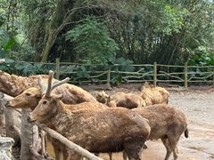 -海南热带野生动植物园