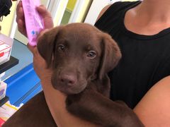 -瑞鹏宠物医院·爱宠堂·骨外专科(西荷分院)