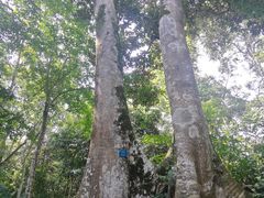 -中国科学院西双版纳热带植物园