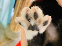 -喵屿·大理花园猫咖