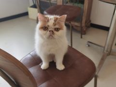 -共舞时光猫咖·狗咖(新街口店)