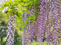 -嘉定紫藤园