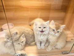 -猫十亿·布偶金渐层·曼基康矮脚猫舍(青年路店)