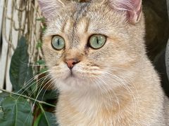 -喵屿·大理花园猫咖