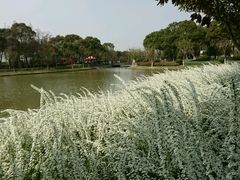 -上海鲜花港