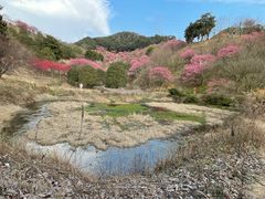 -新建村梅花