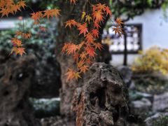 -上海醉白池公园