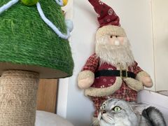 -Catmate·猫肥家润(金润铂宫店)