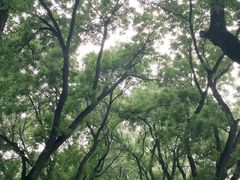 -北京国子监胡同