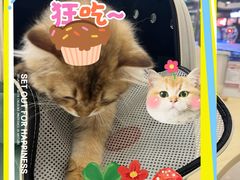 -瑞鹏宠物医院·骨科·猫科·内科(第一中心)
