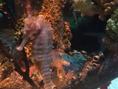 -暹罗海洋世界