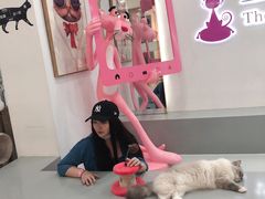 -糯米喵星人·撸猫猫舍咖啡馆(西市场嘉华店)