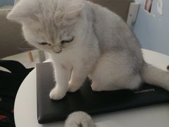 -喵的天空名猫咖啡馆·撸猫·猫舍·用品