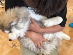 -Let's go狗咖·猫咖·奶狗·桌游(春熙路IFS店)