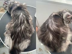 -老吴的猫·猫舍(新区店)