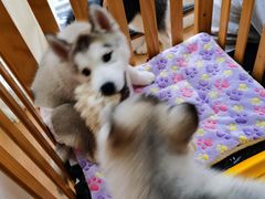 -Husky Go! 哈士奇体验馆·宠物咖啡厅狗咖