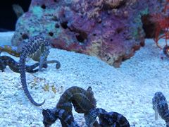 -上海海洋水族馆